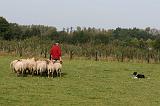 BORDER COLLIE - MOUTONS 007